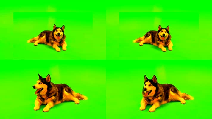 绿幕视频素材牧羊犬