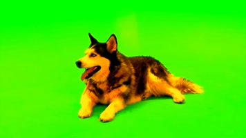 绿幕视频素材牧羊犬