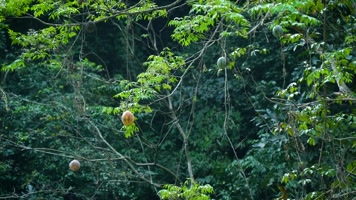 树木丛林野果森林自然风光 树木丛林野果森林自然风光