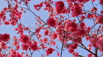 春暖花开樱花盛开