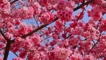 春暖花开樱花盛开