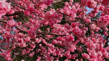 春暖花开樱花盛开