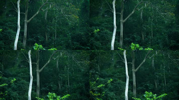 茂密丛林森林自然风光