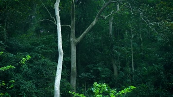 茂密丛林森林自然风光 茂密丛林森林自然风光