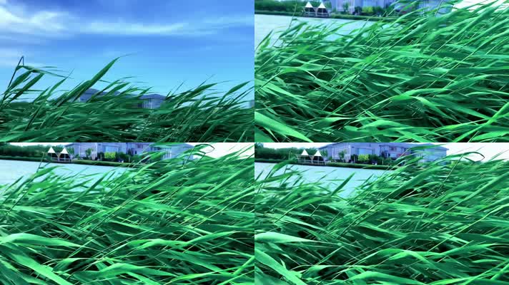 夏季池塘边的芦苇草