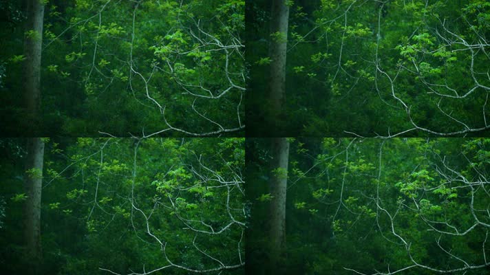 茂密丛林森林唯美自然风光