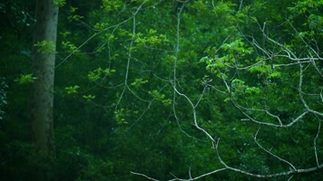 茂密丛林森林唯美自然风光 茂密丛林森林唯美自然风光