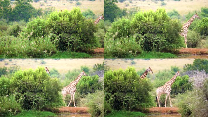 4K长颈鹿 哺乳动物 自然荒野 非洲野生