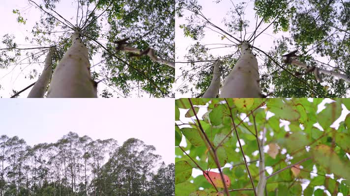 【实拍视频】桉树 树叶 丛林 大树 树叶