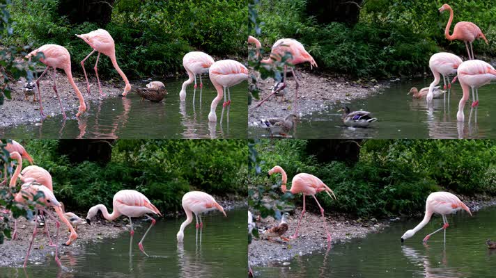 4K火烈鸟池塘喝水 粉色的鸟类 红鹳