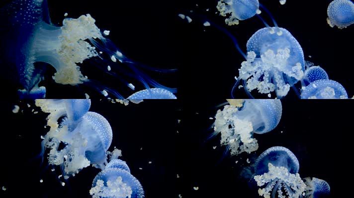 4K高清蓝色唯美水母流动 海洋生物