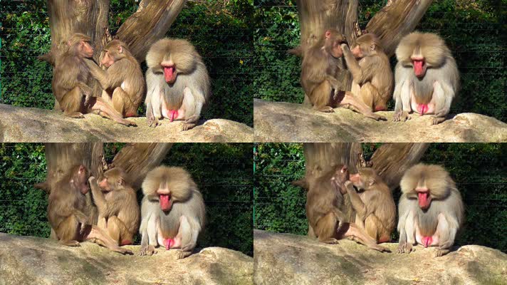 4K猴子素材 动物狒狒 动物世界 野生动