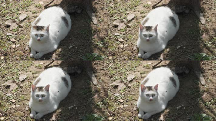 一只猫咪慢镜头4K实拍