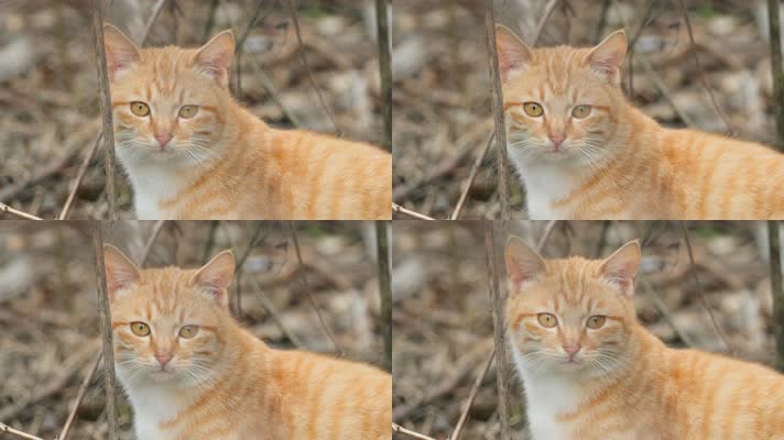 一只橘猫4K实拍 