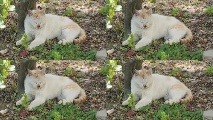树下午休的猫4K实拍