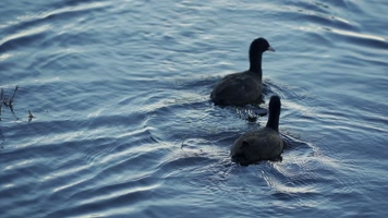 若尔盖花湖野鸭