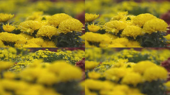 h金黄色的菊花实拍变焦