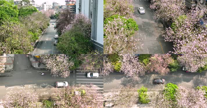 4K航拍广西柳州城紫荆花