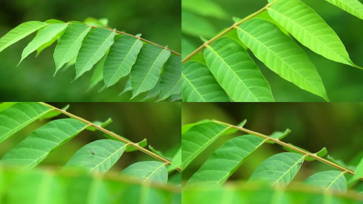 绿叶绿色小清新叶子