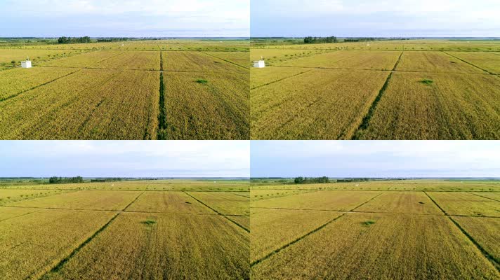 稻谷丰收季节 小麦平原 农业4K航拍
