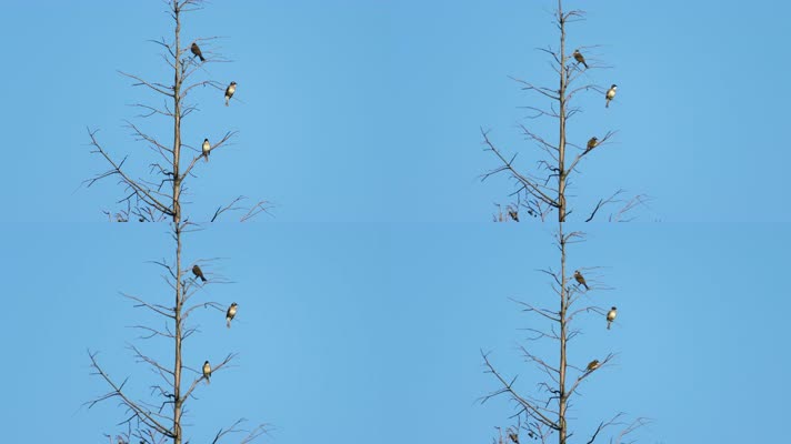 枝头三只鸟实拍镜头