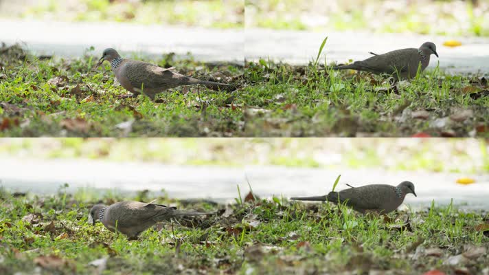 斑鸠吃果子实拍镜头
