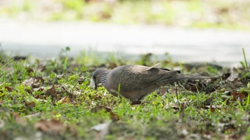 斑鸠吃果子实拍镜头