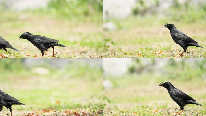 八哥4K实拍镜头