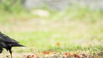 八哥4K实拍镜头