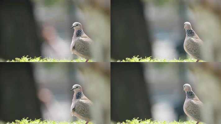 一只斑鸠4k实拍镜头