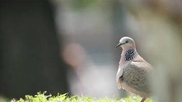 一只斑鸠4k实拍镜头