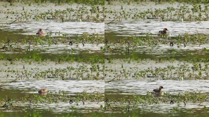 小溪里的鷿鷈实拍镜头