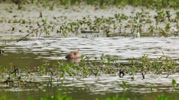 小溪里的鷿鷈实拍镜头