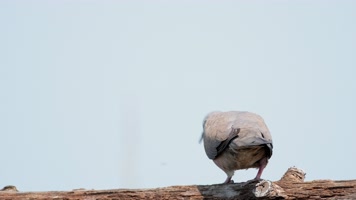 斑鸠慢镜头升格实拍