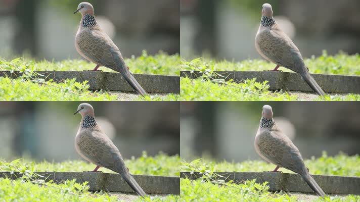 发呆的斑鸠实拍镜头