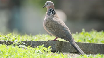 发呆的斑鸠实拍镜头