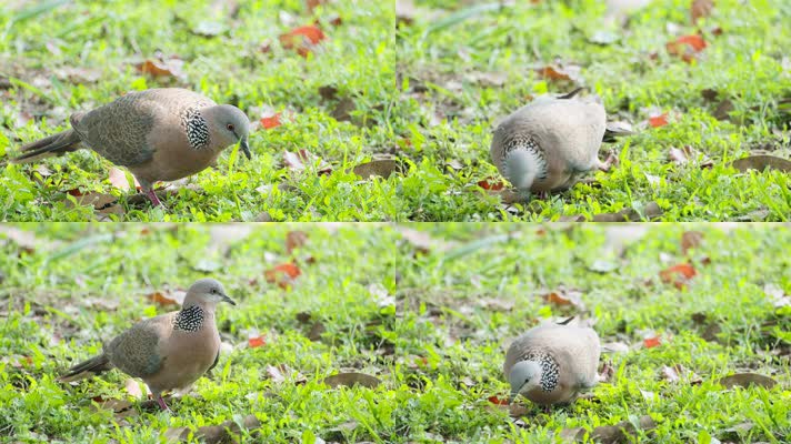 一只受伤的斑鸠实拍