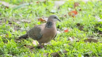一只受伤的斑鸠实拍