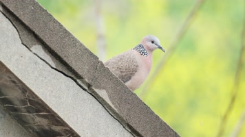 斑鸠4K实拍镜头