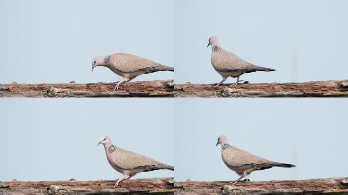 斑鸠慢镜头升格实拍