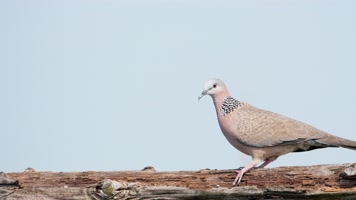 斑鸠慢镜头升格实拍