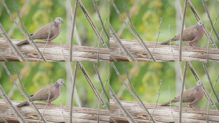 肥嘟嘟的斑鸠实拍镜头
