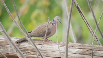 肥嘟嘟的斑鸠实拍镜头