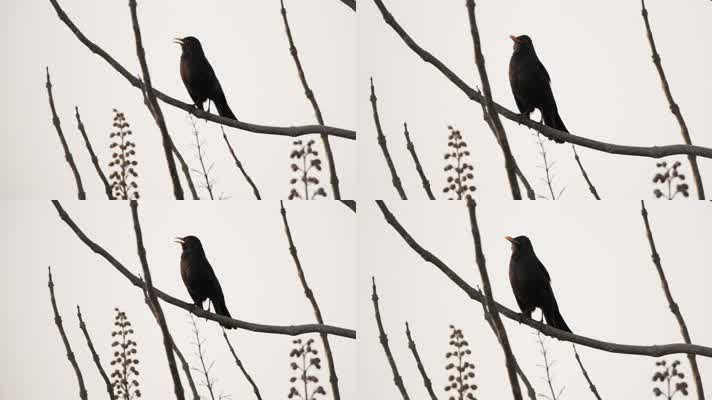 乌鸫鸟鸣叫实拍镜头