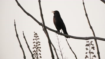 乌鸫鸟鸣叫实拍镜头