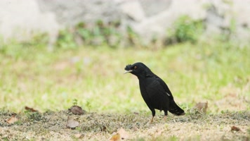 草里上的八哥实拍镜头