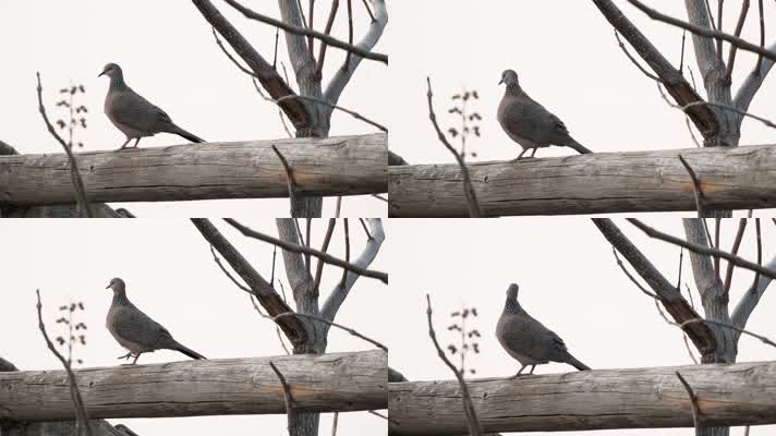 斑鸠鸟起飞实拍镜头