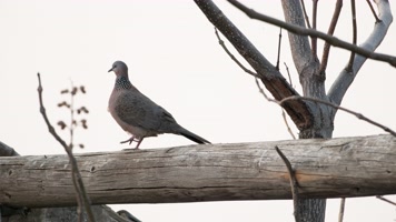 斑鸠鸟起飞实拍镜头
