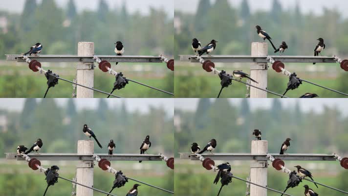 一群喜鹊实拍镜头