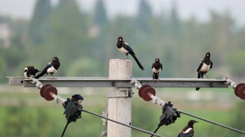 一群喜鹊实拍镜头